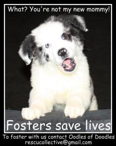 Fosters save lives