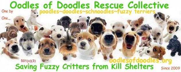 Oodles dogs logo